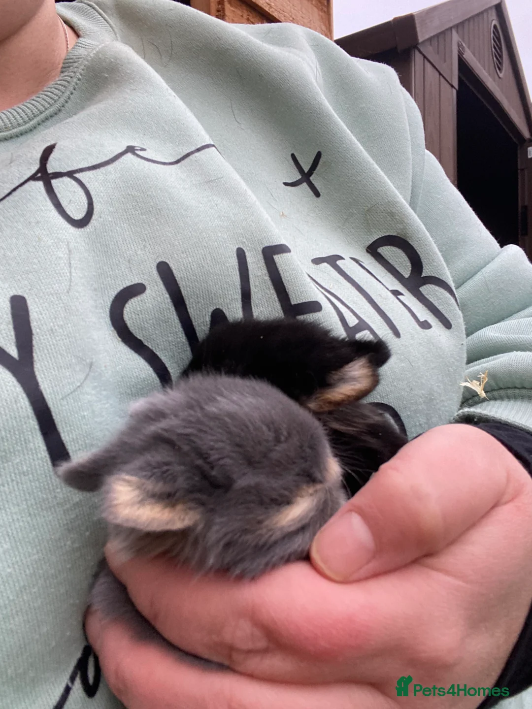Netherland Dwarf rabbits for sale: Netherland dwarf rabbits  - Advert 5