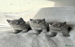 British Shorthair cats for sale:  👑 GCCF Purebred British Shorthair kittens 👑 - Image 1