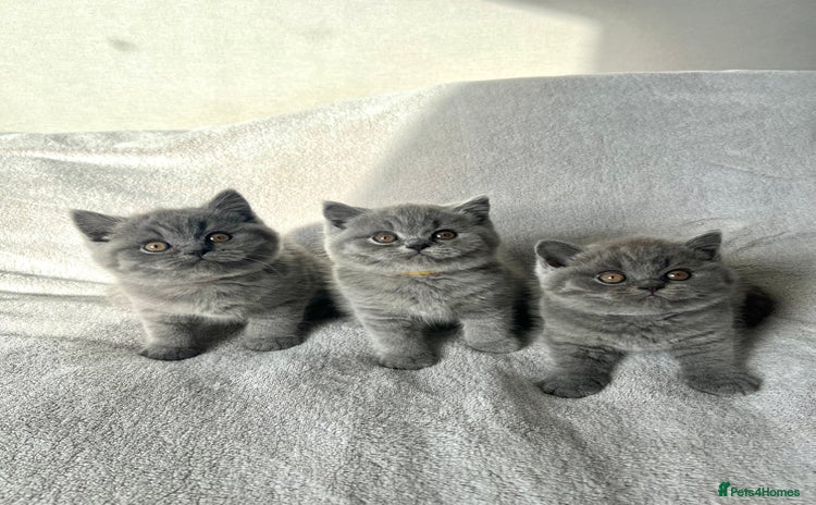 British Shorthair cats - Advert 1