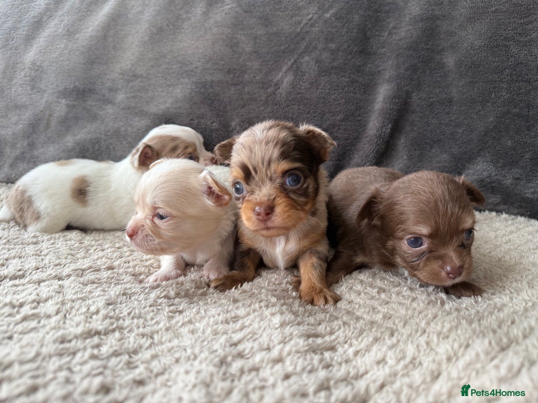 Chihuahua dogs for sale: Long hair chihuahua puppies  - Image 4