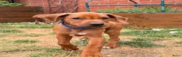 Rhodesian Ridgeback dogs for sale: Male Rhodesian Ridgeback  - Advert 4