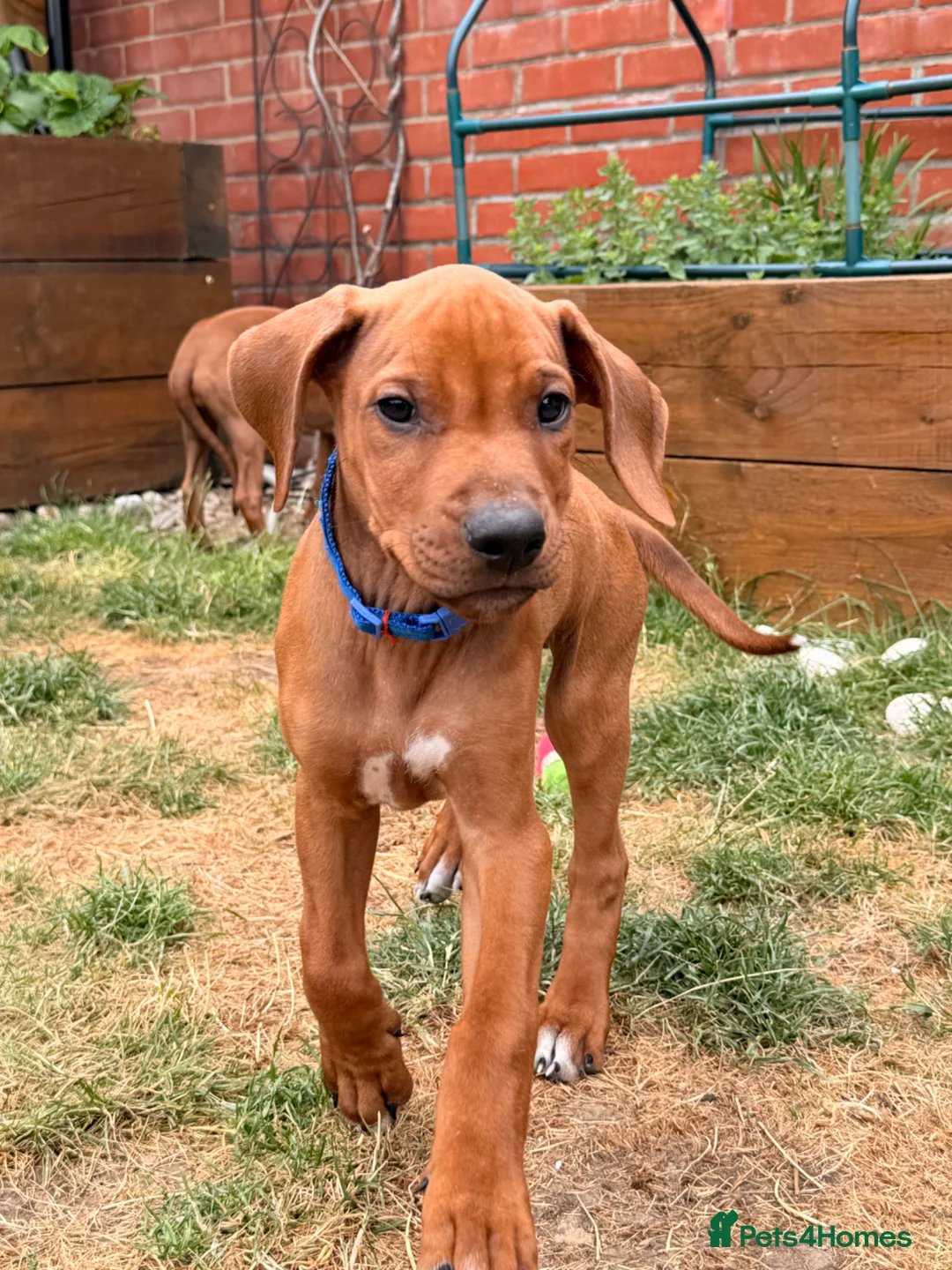 Rhodesian Ridgeback dogs for sale: Male Rhodesian Ridgeback  - Advert 4