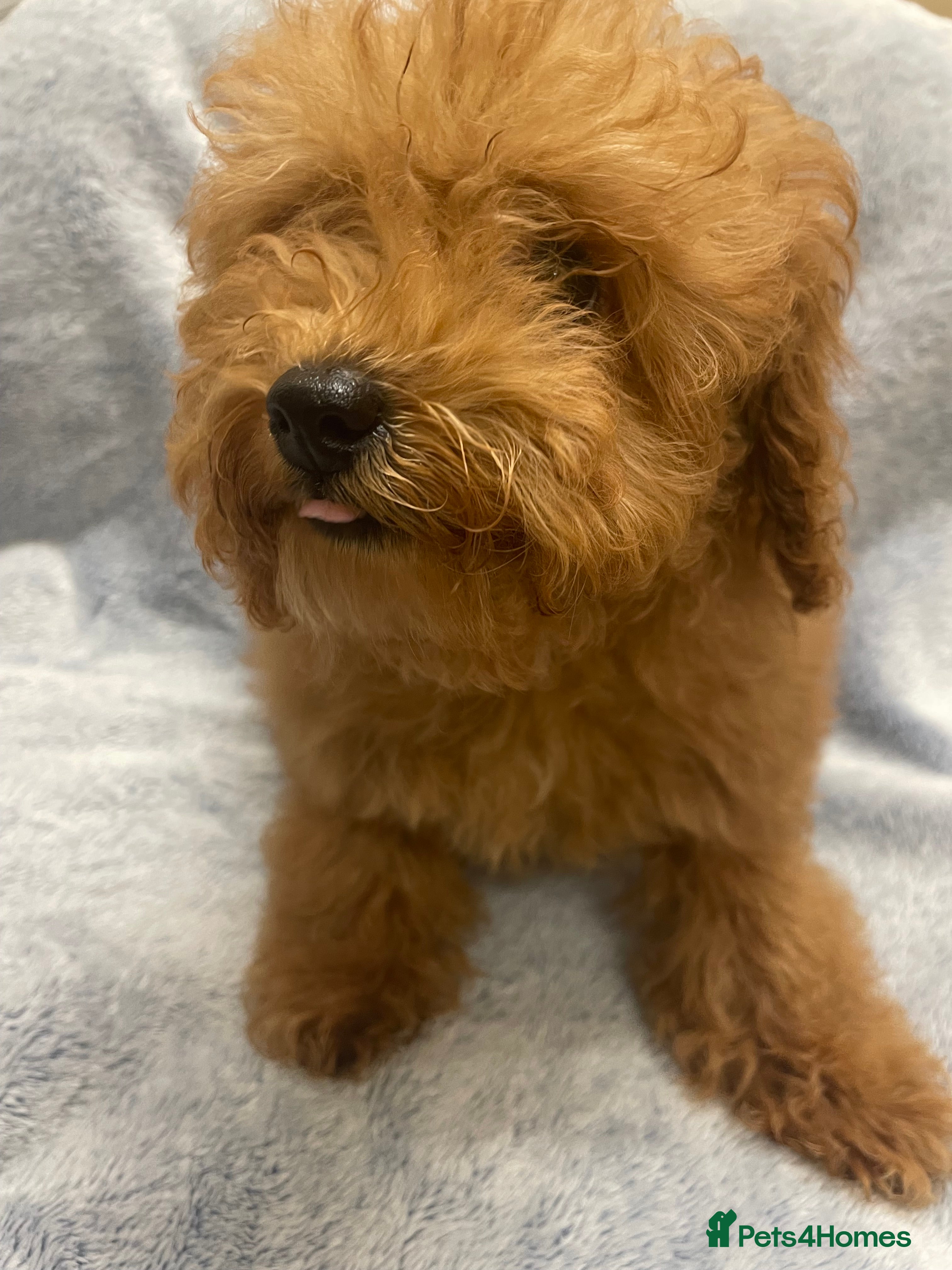 Toy Poodle dogs 🧸Stunning kc red tiny toy poodles mini bears 🧸  - Advert 2