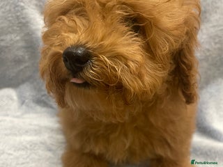 Toy Poodle dogs 🧸Stunning kc red tiny toy poodles mini bears 🧸 - Advert 2
