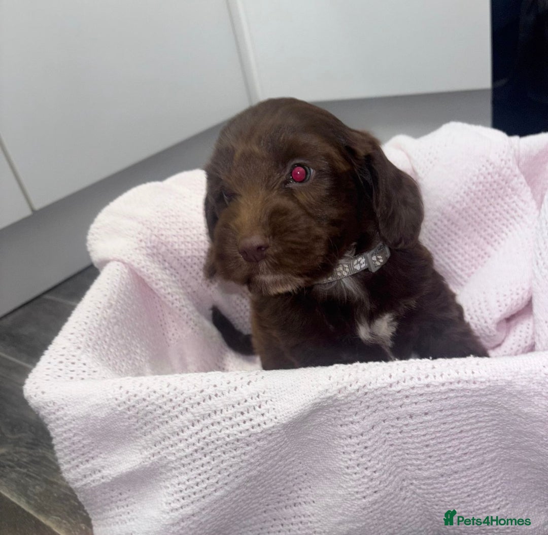 Cockapoo dogs for sale: 3 remaining Adorable cockapoo puppies  - Advert 6