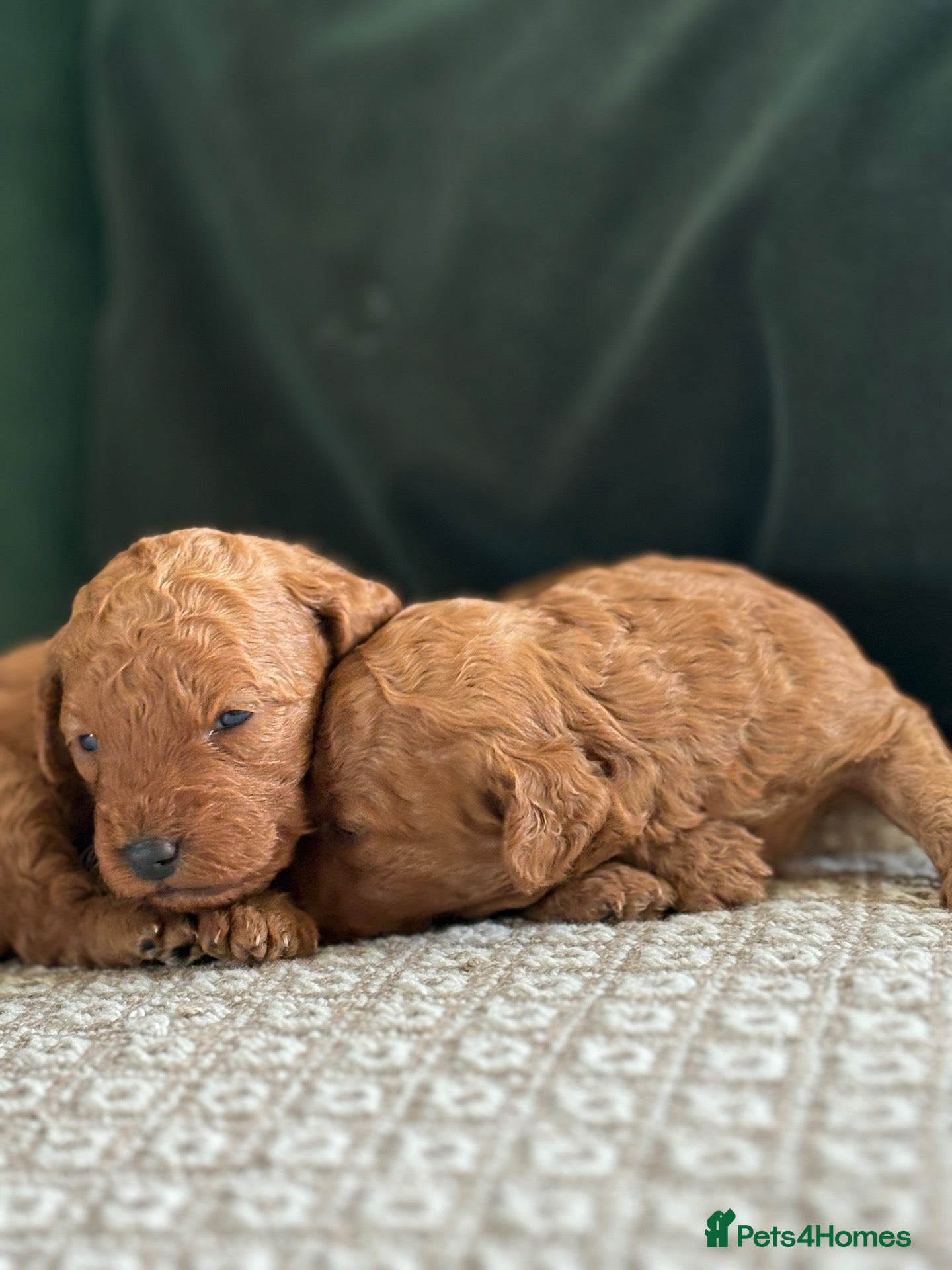 Cockapoo dogs Toy cockapoo puppies  - Advert 20