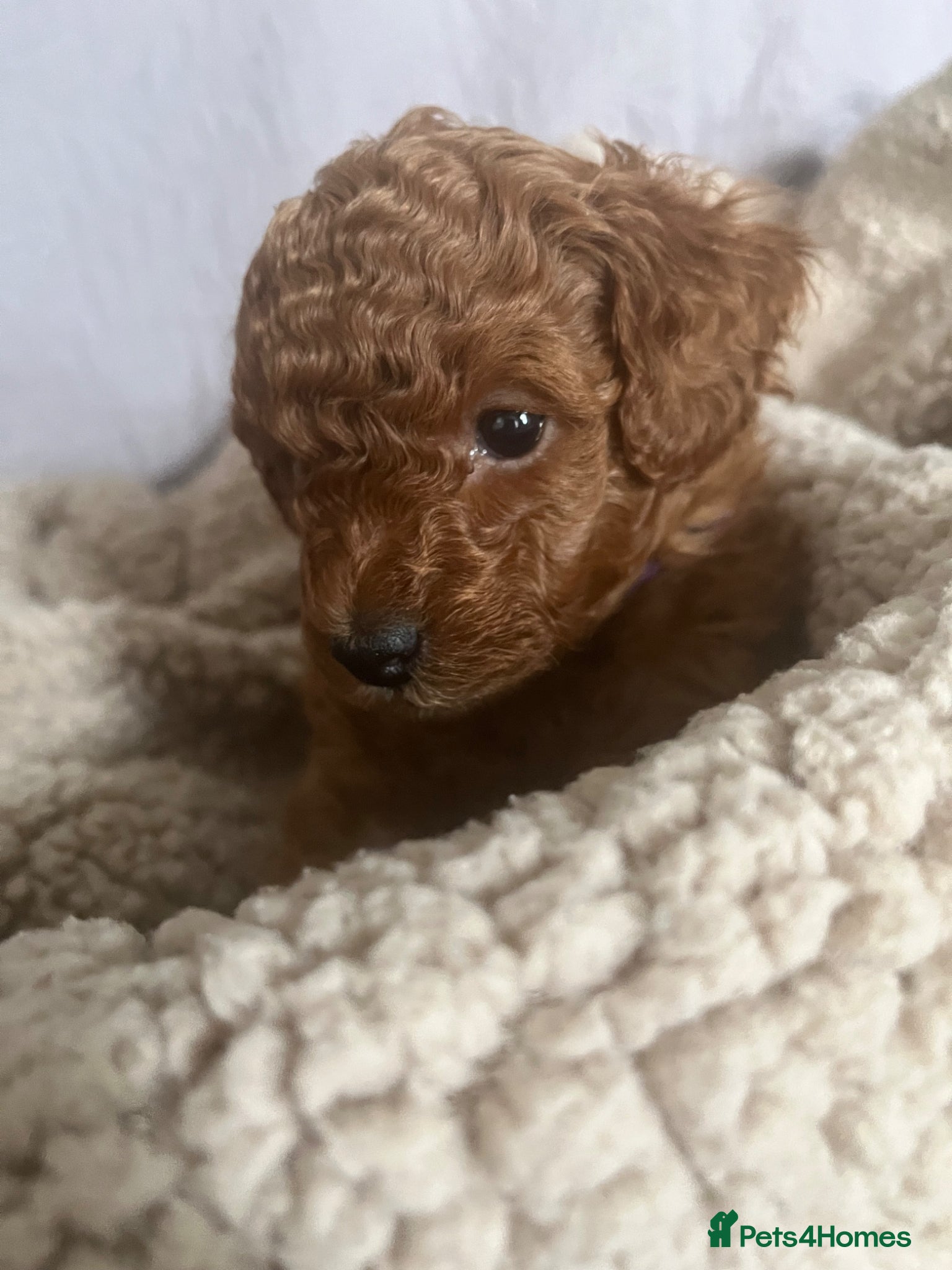 Toy Poodle dogs Toy Poodle Puppies - Advert 3