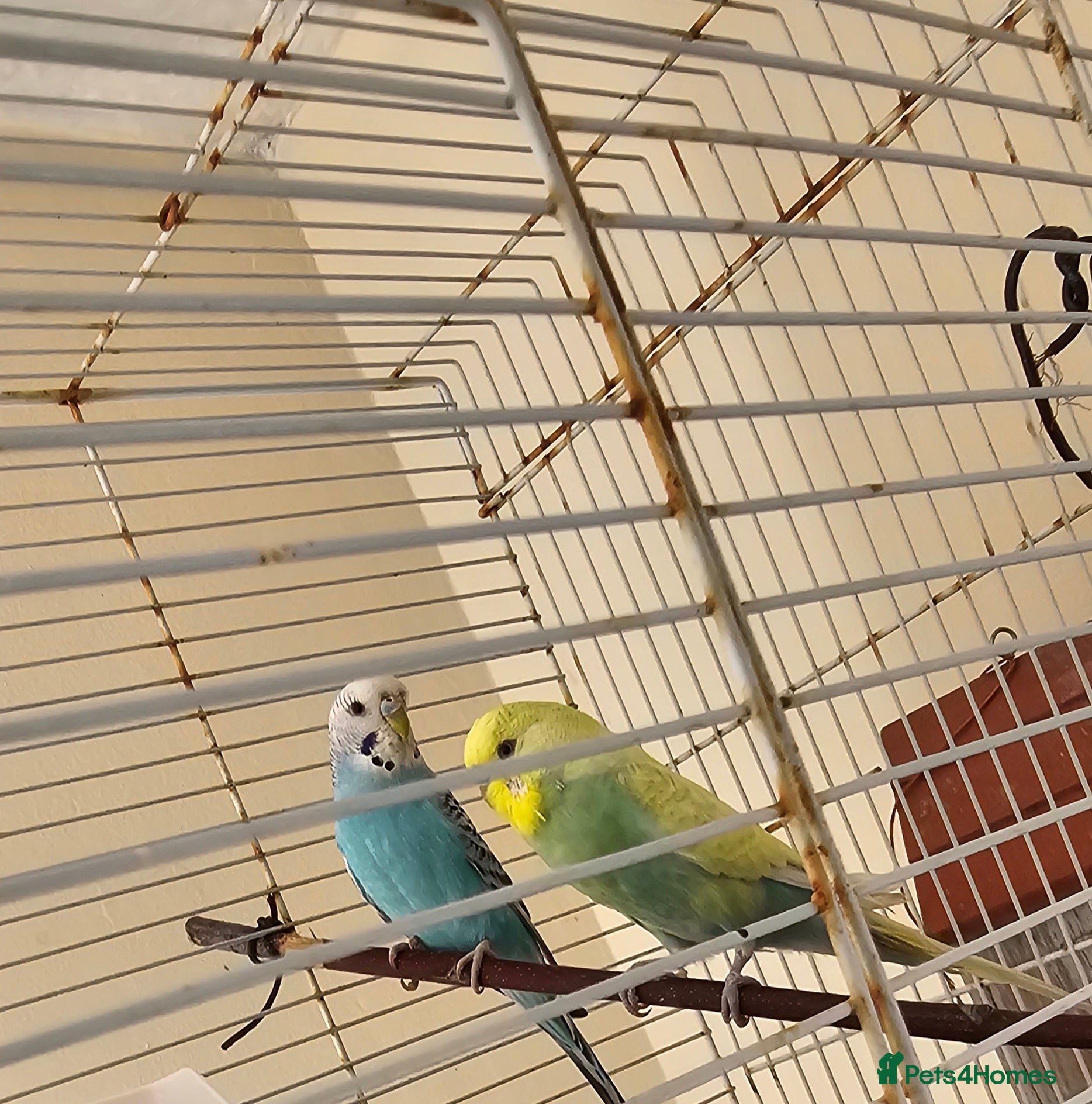 Budgerigars birds Beautiful budgies and finches for sale - Advert 1
