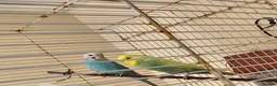 Budgerigars birds for sale: Beautiful budgies and finches for sale - Advert 1