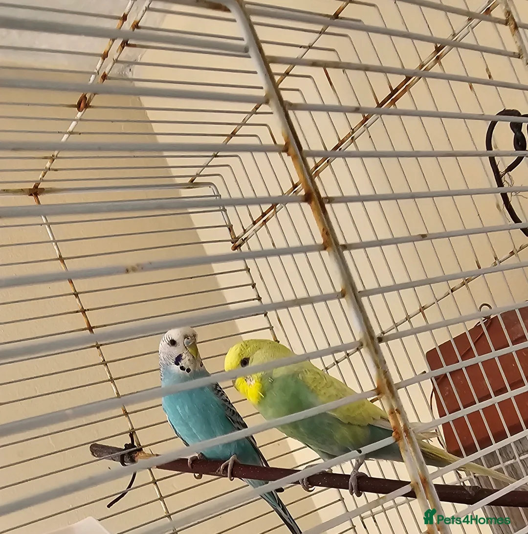Budgerigars birds for sale: Beautiful budgies and finches for sale - Advert 1