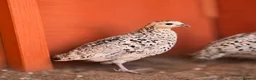 Quail poultry for sale: Snowflake Bobwhite Quail - Advert 4
