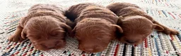 Cockapoo dogs for sale: FB1 apricot cockapoos  in Golspie - Advert 4