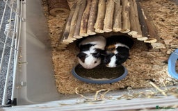 English rabbits for sale: Guniea pigs - Image 1