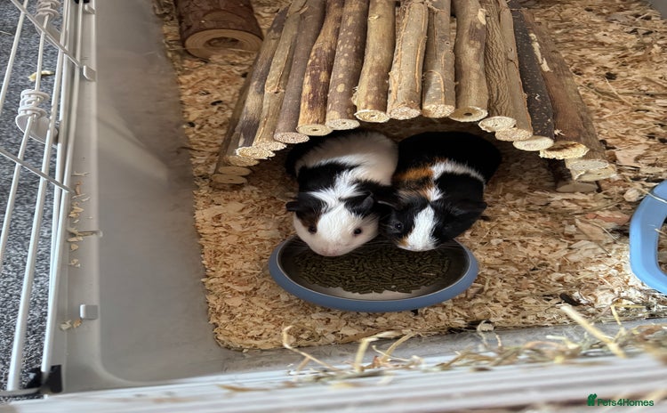 English rabbits - Advert 1