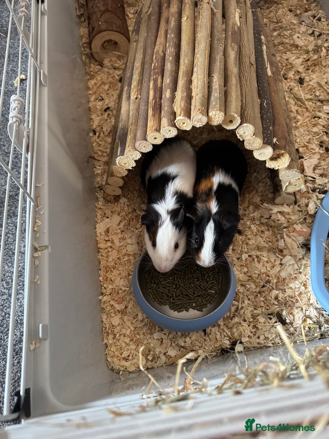 English rabbits for sale: Guniea pigs - Image 1