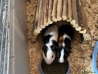 English rabbits - Advert 14