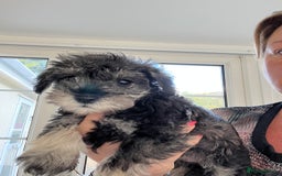 Miniature Schnauzer dogs for sale: 🐾🐶Schnauzer/Schnoodles🐶🐾 - Image 24