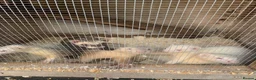 Ferret rodents for sale: Micro Ferrets  - Advert 3