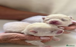 Pomeranian dogs for sale: BEAUTIFUL POMERANIAN PUPPIES  - Image 9