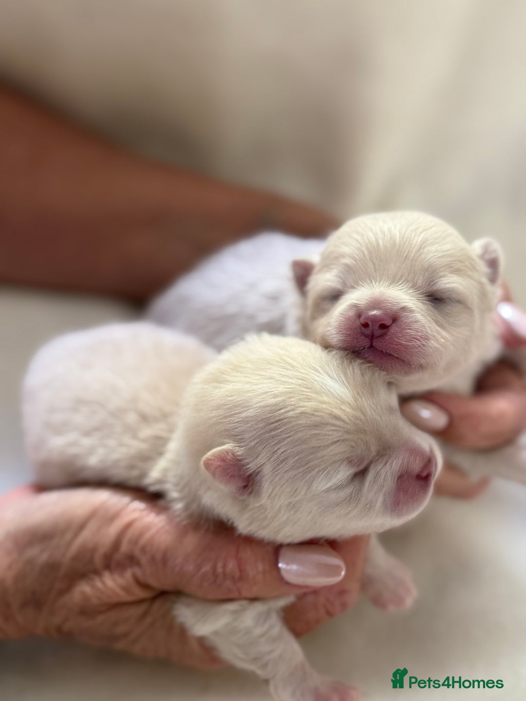 Pomeranian dogs for sale: BEAUTIFUL POMERANIAN PUPPIES  - Image 9
