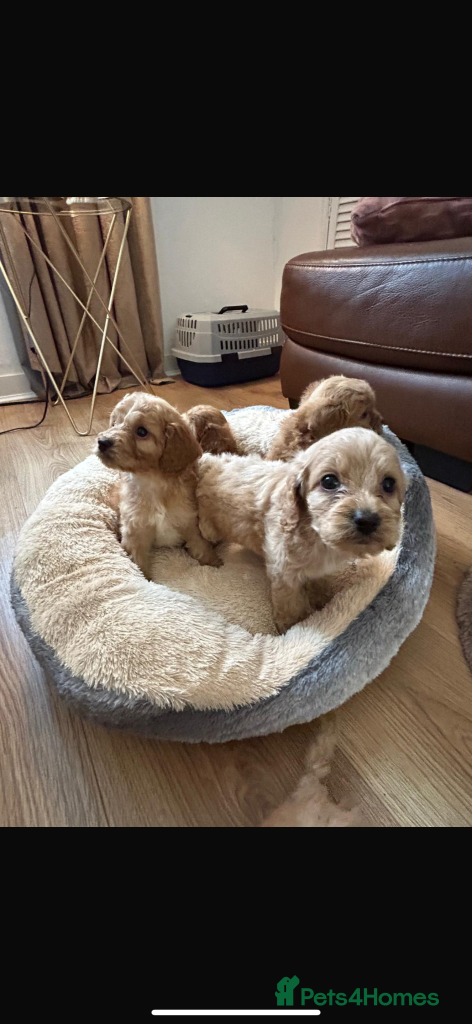 Cockapoo dogs for sale: Cockapoo puppies in Aberdeen - Advert 15