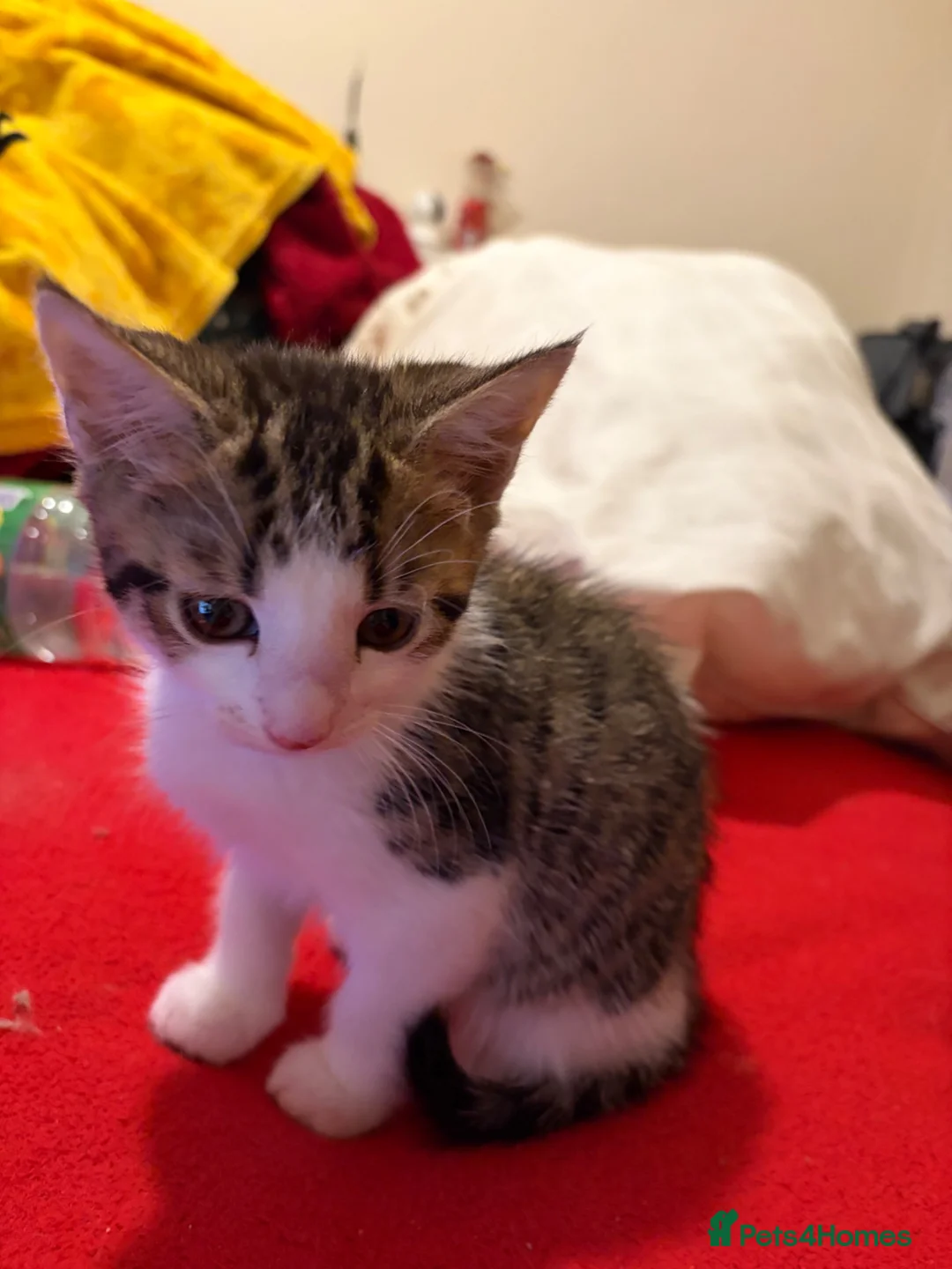 Mixed Breed cats for sale: Beautiful Kitten Looking for a Calm Home in Porth - Advert 8
