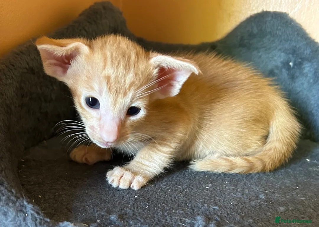 Oriental cats for sale: GCCF Reg Rare Oriental RED & APRICOT FEMALES - Advert 14
