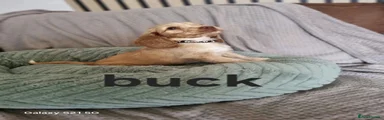 Cockapoo 3