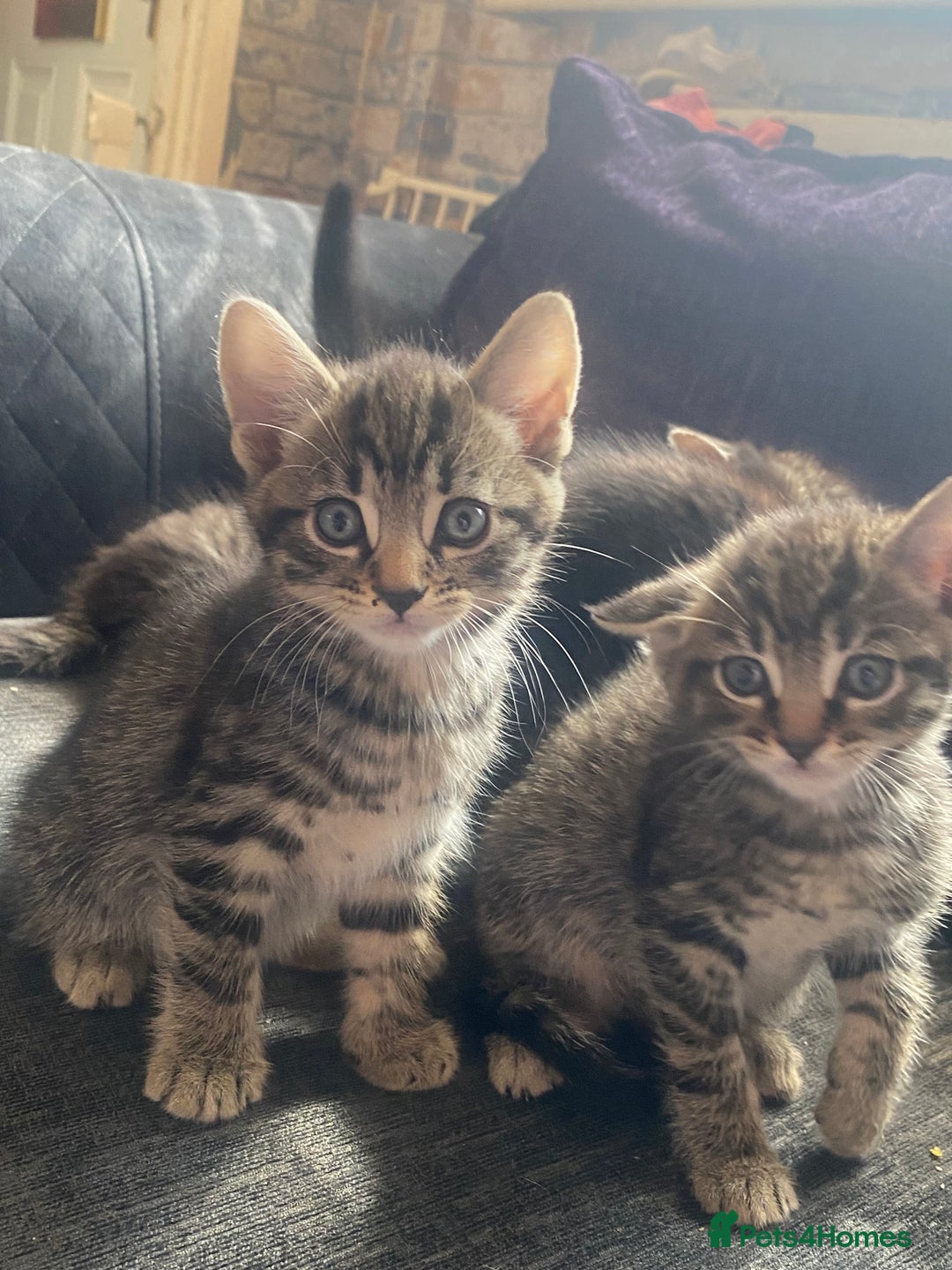 Mixed Breed cats for sale: 5 kittens for sale  - Image 8