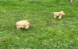 Cocker Spaniel dogs for sale: 7 gorgeous cocker spaniel puppies - Image 16