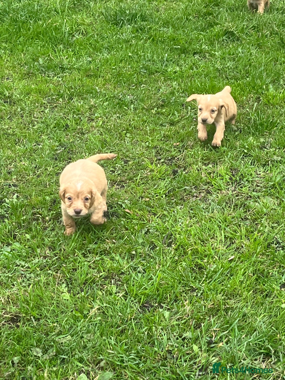 Cocker Spaniel dogs for sale: 7 gorgeous cocker spaniel puppies - Image 16