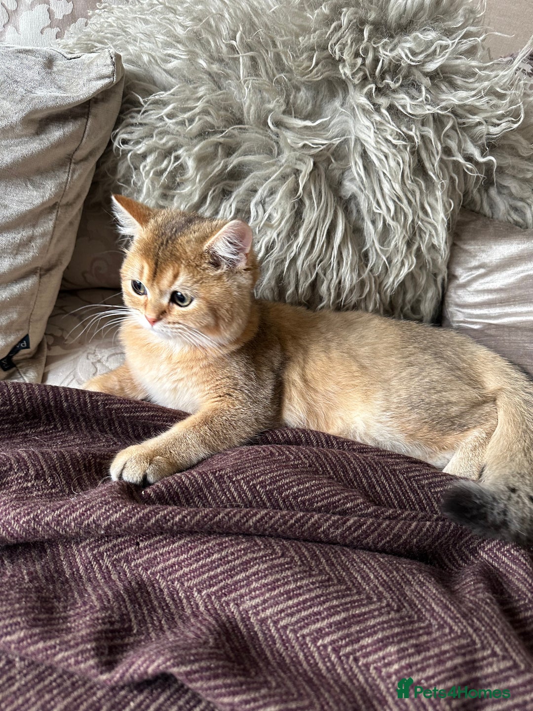 British Shorthair cats for sale: BSH Golden kittens  - Image 5