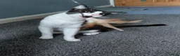Mixed Breed cats for sale: Mickey is looking for his forever home in Norwich - Advert 8