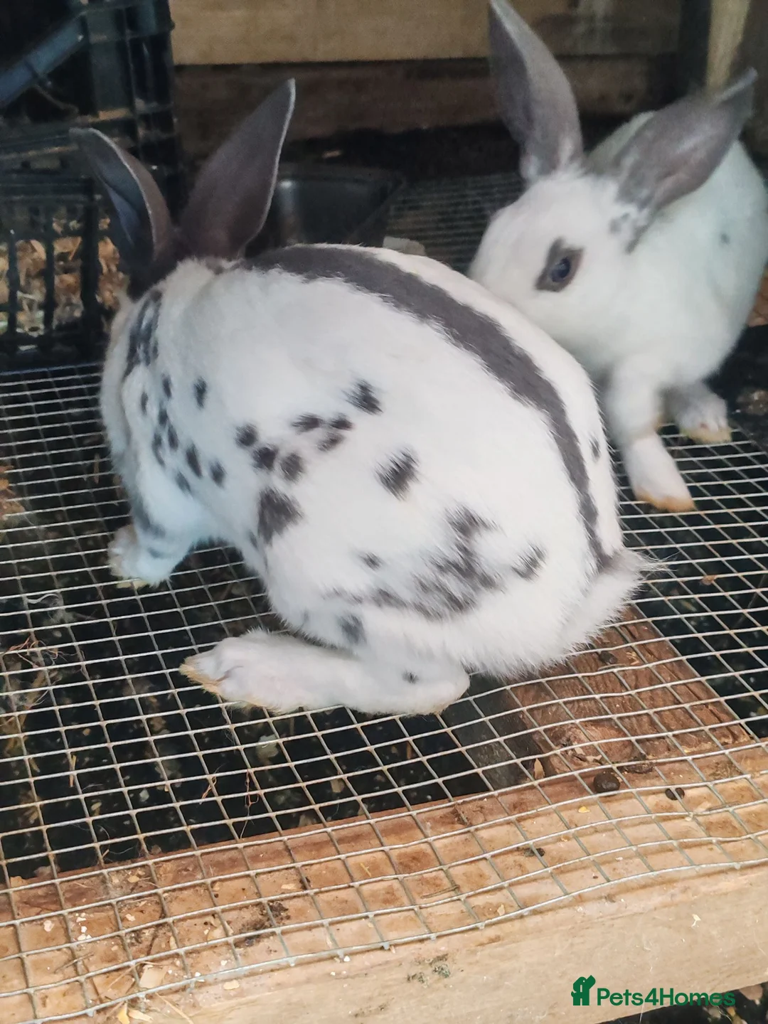 English Spot rabbits for sale: Original English spot male and female  in Dewsbury - Advert 2
