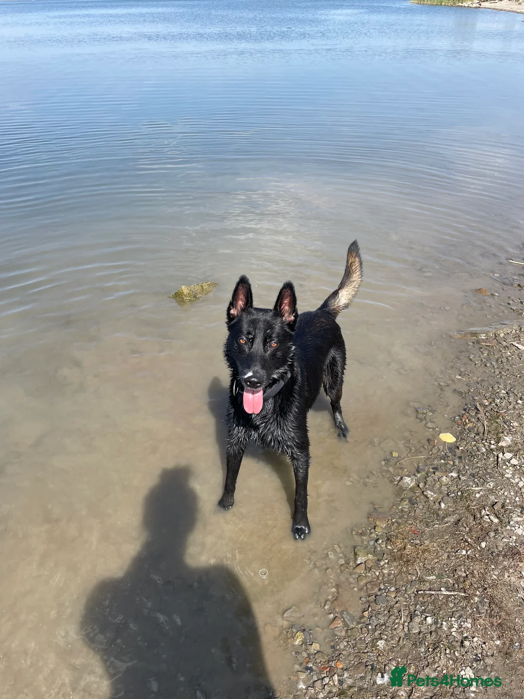 Belgian Shepherd Dog dogs for stud: Belgium malinois  - Advert 11