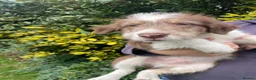 Bearded Collie dogs for sale: Beautiful bouncing Beardies  - Advert 5
