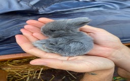 Mini Lop rabbits for sale: 🌹🍓outstanding pure mini lops 🍓🌹 - Image 9