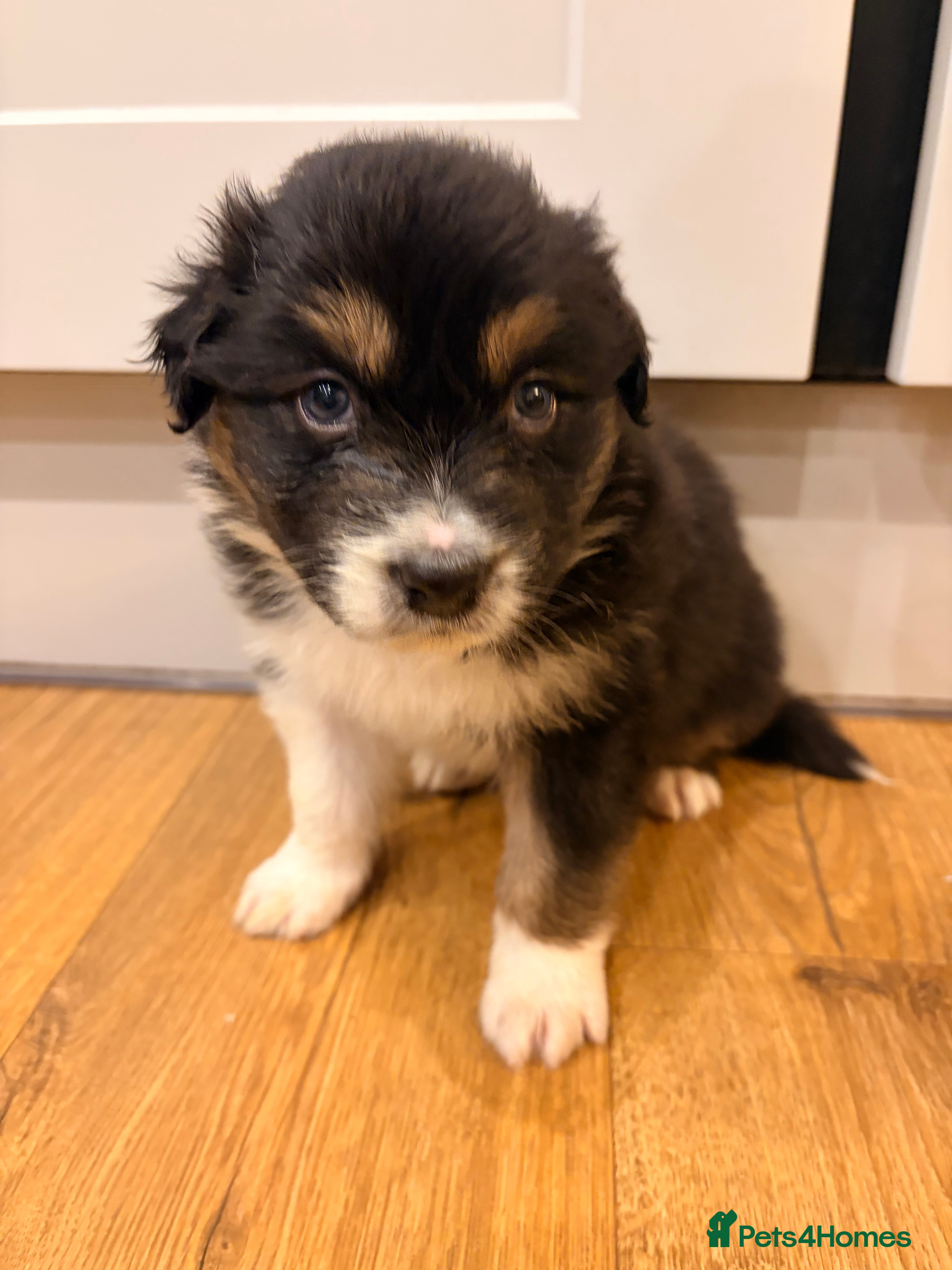 Australian Shepherd dogs Australian Shepherd litter Devon - Advert 3