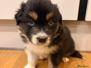 Australian Shepherd dogs Australian Shepherd litter Devon - Advert 3