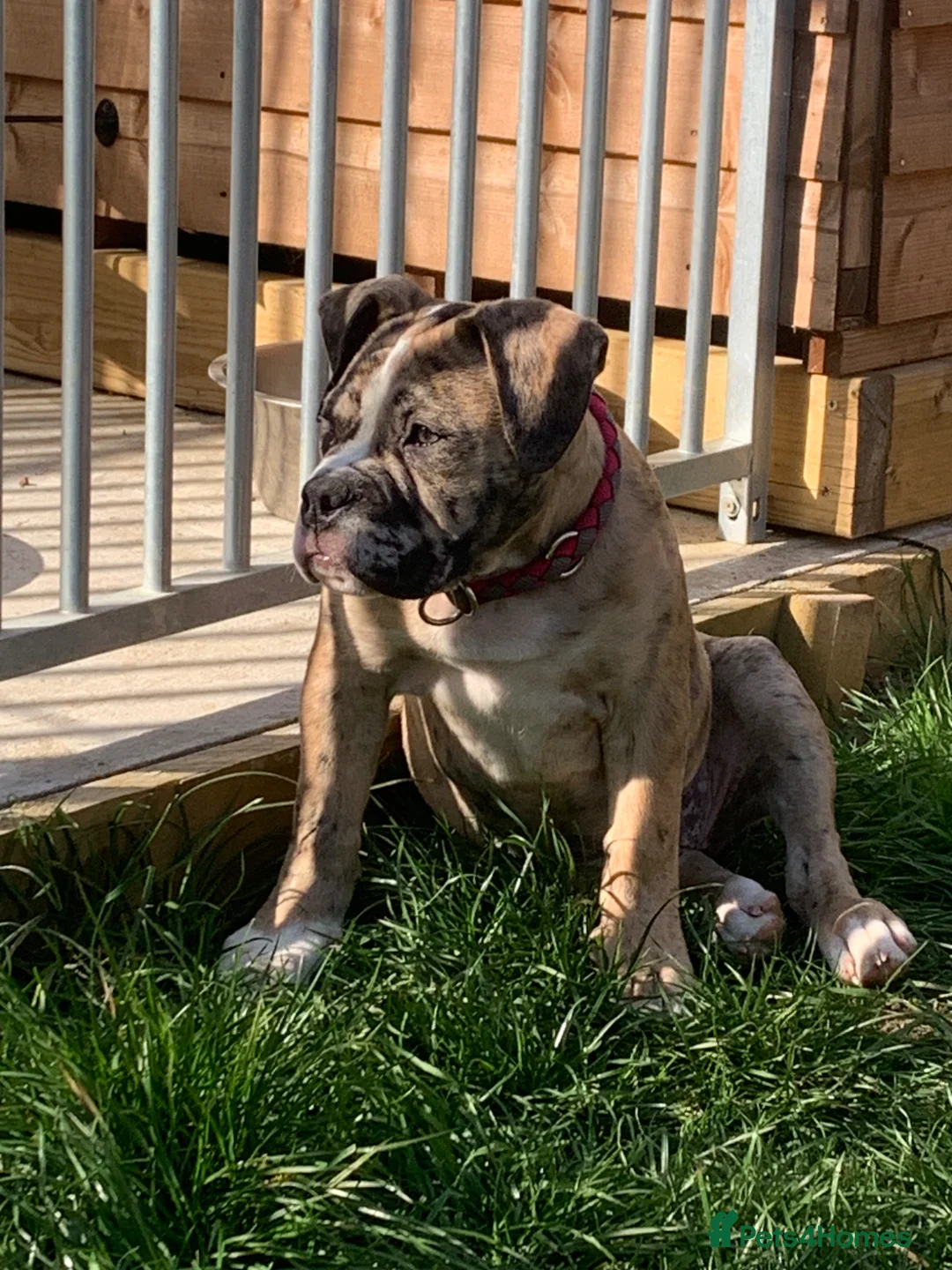 Old Tyme Bulldog dogs for sale: NEBBR REGISTERED old thyme English bulldog mya  in Braintree - Advert 1
