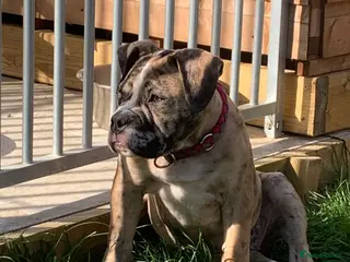 Old Tyme Bulldog dogs NEBBR REGISTERED old thyme English bulldog mya - Advert 4