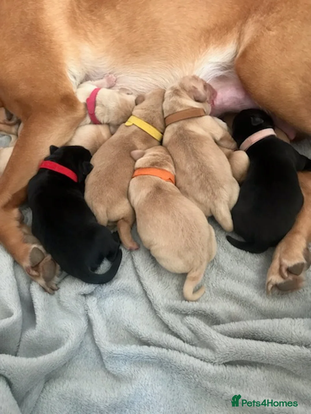 Labrador Retriever dogs for stud: Proven Lab for stud in Birmingham - Advert 4