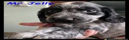 Cocker Spaniel dogs for sale: Stunning Cocker Spaniels 💥 - Advert 26