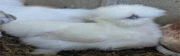 Chickens poultry for sale: Mixed Purebred USA Silkie POL Pullets Available  - Advert 4