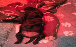 Labradoodle dogs for sale: Gorgeous Labradoodle puppies - Image 3