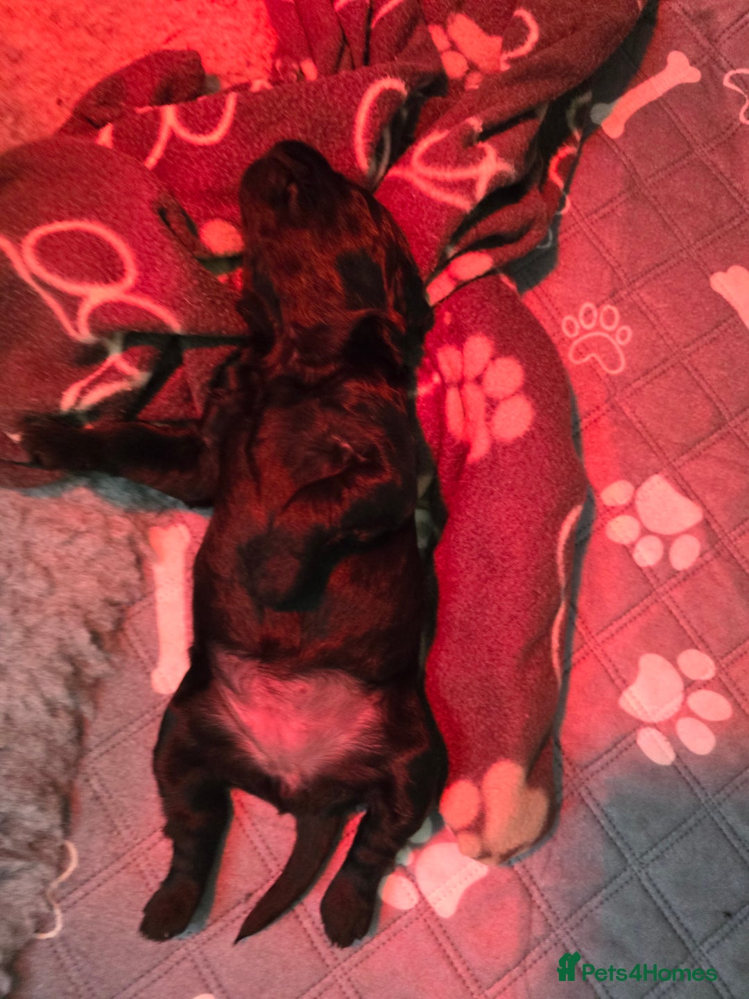 Labradoodle dogs for sale: Gorgeous Labradoodle puppies - Image 3