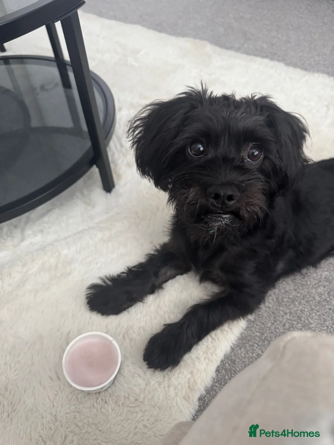 Shihpoo dogs for sale: MALE SHIHPOO NEED REHOMING - Advert 4