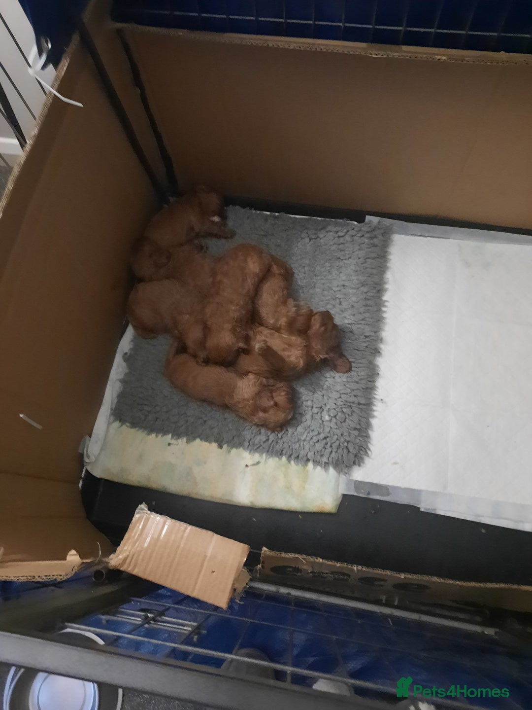 Cavapoo dogs for sale:  Cavapoo  - Advert 7