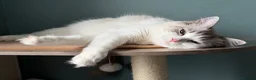 Ragdoll cats for sale: GCCF Registered Ragdoll kittens- 2 neutered boys - Advert 27