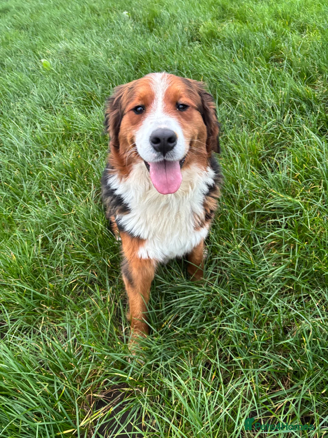 Mixed Breed dogs for sale: Saint Bernese pups  - Advert 1